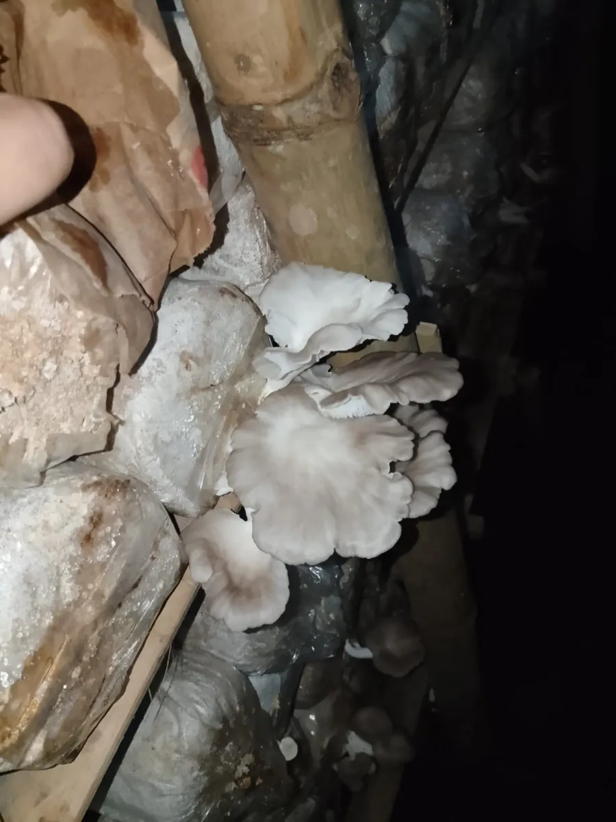 Jamur tiram coklat foto 4